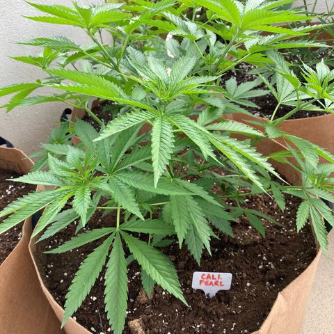Mr. California Pearl growlog timeline photo