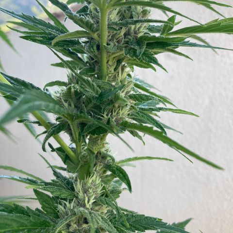 Girl Scout Cookies Auto growlog photo: Almost done!