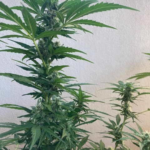 Girl Scout Cookies Auto growlog photo: Almost done!