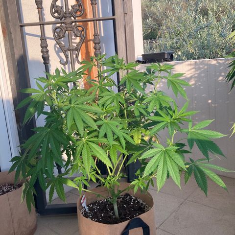 OG Kush growlog timeline photo