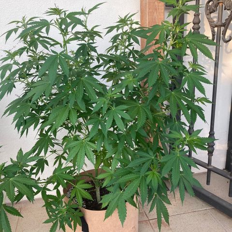 Galaxy growlog timeline photo