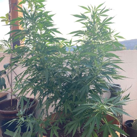Moby Dick growlog timeline photo