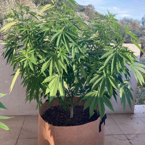 Mr. California Pearl growlog timeline photo