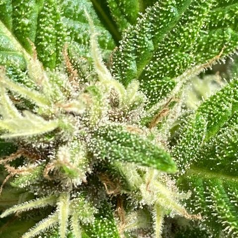 Girl Scout Cookies Auto growlog photo: Not quite ready for harvesting