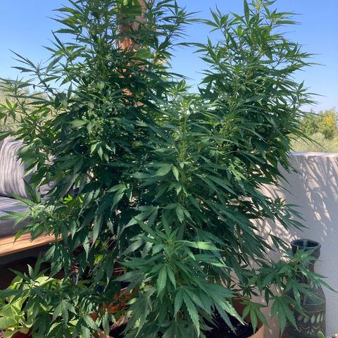 Moby Dick growlog photo: Started flowering 😀