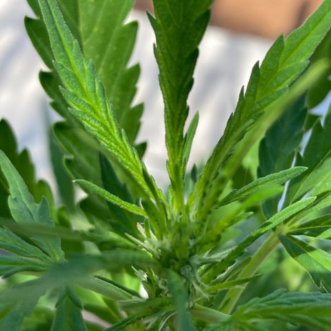 Moby Dick growlog photo: Started flowering 😀