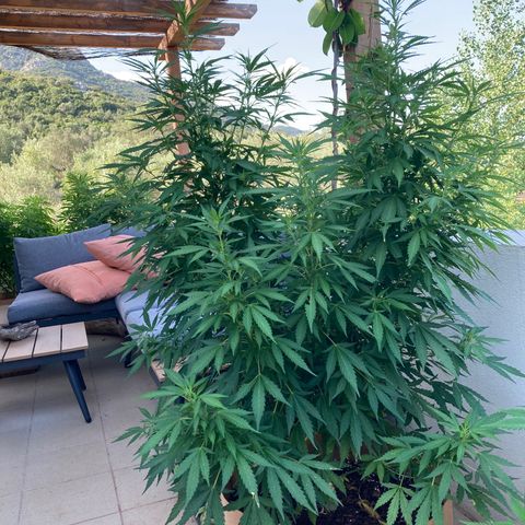Moby Dick growlog timeline photo