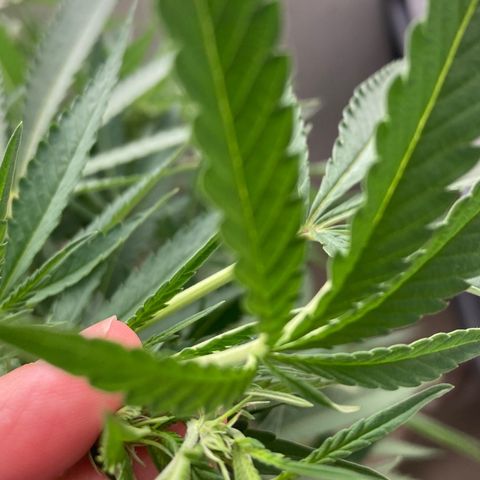Critical x Somango growlog timeline photo