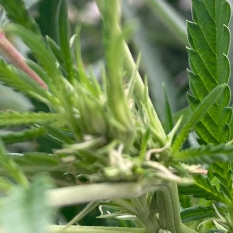 Critical x Somango growlog timeline photo