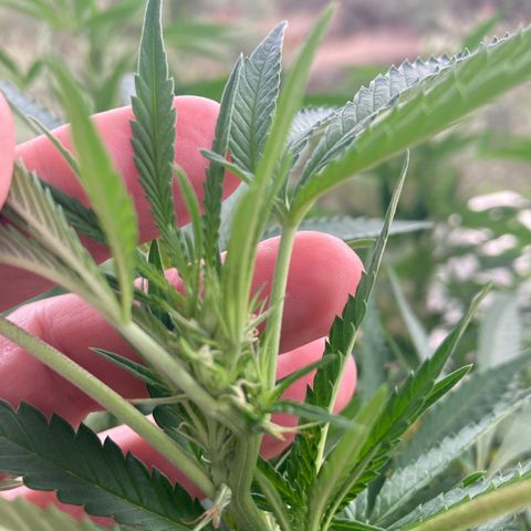 Critical x Somango growlog timeline photo