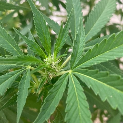 Galaxy growlog timeline photo