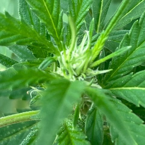 Galaxy growlog timeline photo