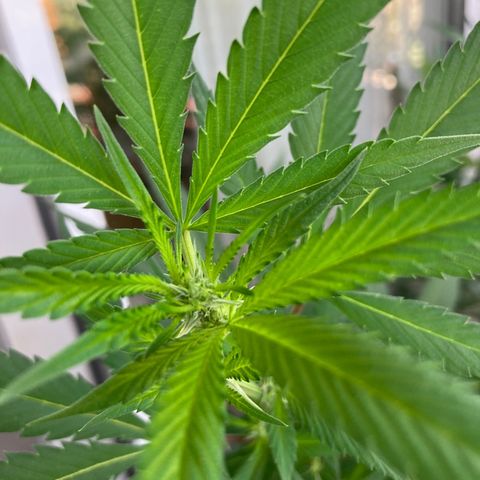 OG Kush growlog timeline photo