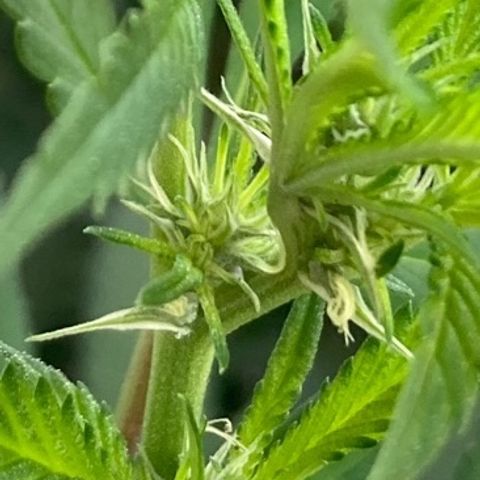 OG Kush growlog timeline photo