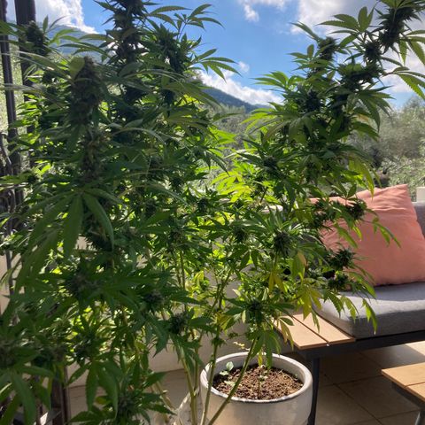 OG Kush growlog photo: Final flush.  About 2 weeks to go.  