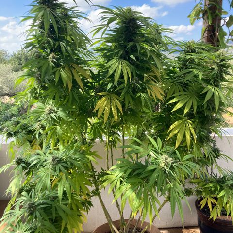 Mr. California Pearl growlog photo: Final flush.  Approx 2 weeks to go.  