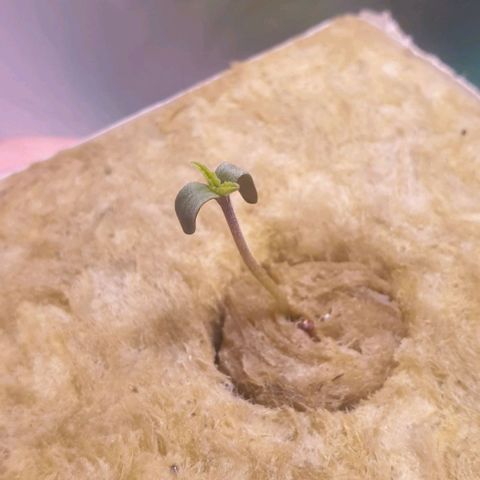 Blueberry OG growlog timeline photo