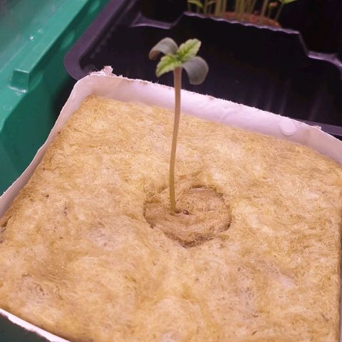 Blueberry OG growlog timeline photo