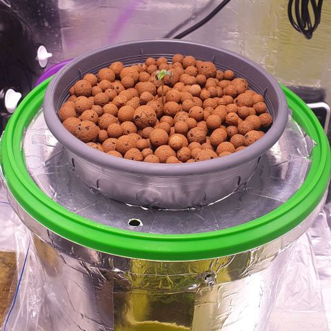 Blueberry OG growlog timeline photo