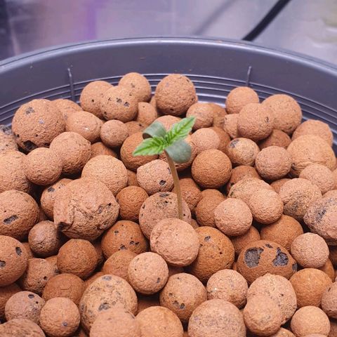 Blueberry OG growlog timeline photo