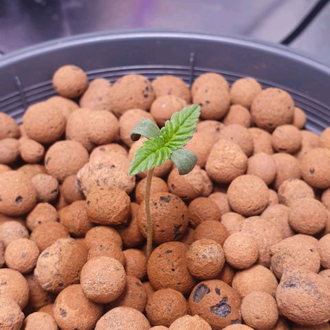 Blueberry OG growlog timeline photo