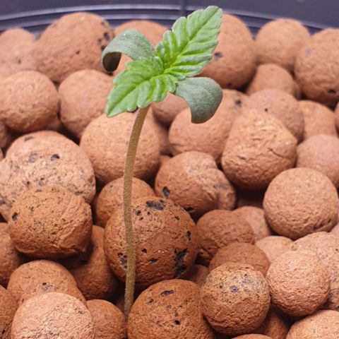 Blueberry OG growlog timeline photo