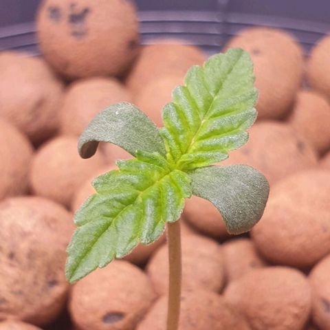 Blueberry OG growlog timeline photo