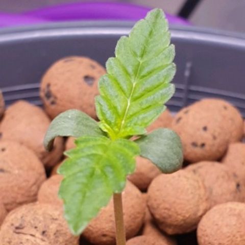 Blueberry OG growlog timeline photo