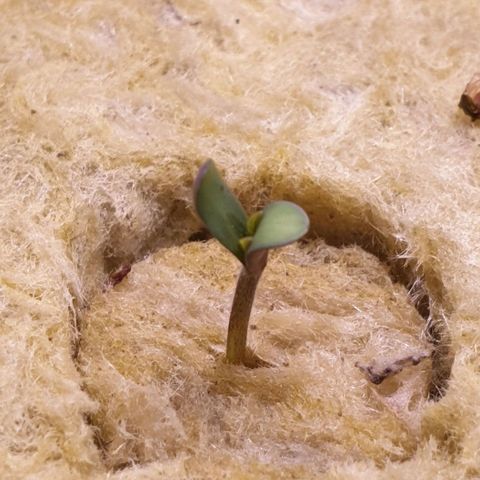 Northern lights growlog timeline photo
