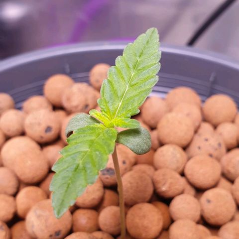 Blueberry OG growlog timeline photo