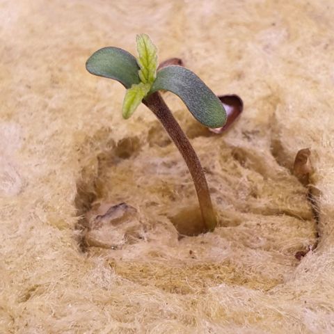 Northern lights growlog timeline photo