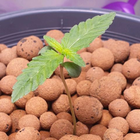 Blueberry OG growlog timeline photo