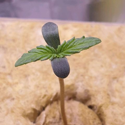 Northern lights growlog timeline photo