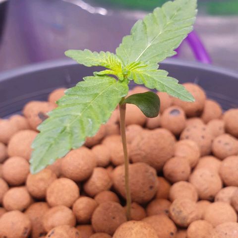 Blueberry OG growlog timeline photo