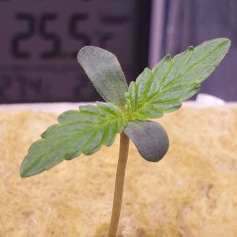 Northern lights growlog timeline photo
