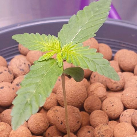 Blueberry OG growlog timeline photo