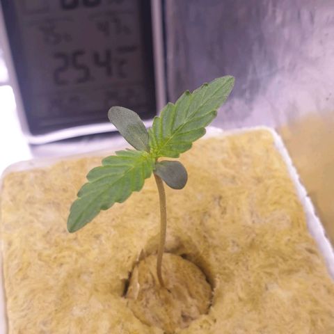 Northern lights growlog timeline photo