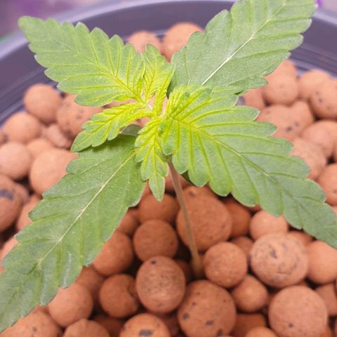 Blueberry OG growlog timeline photo