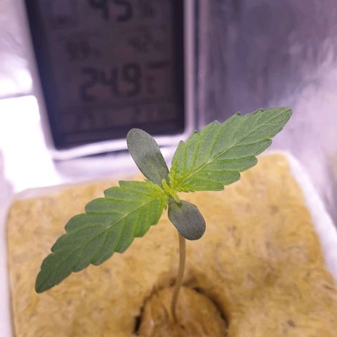 Northern lights growlog timeline photo