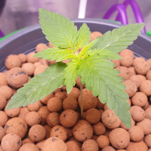 Blueberry OG growlog timeline photo