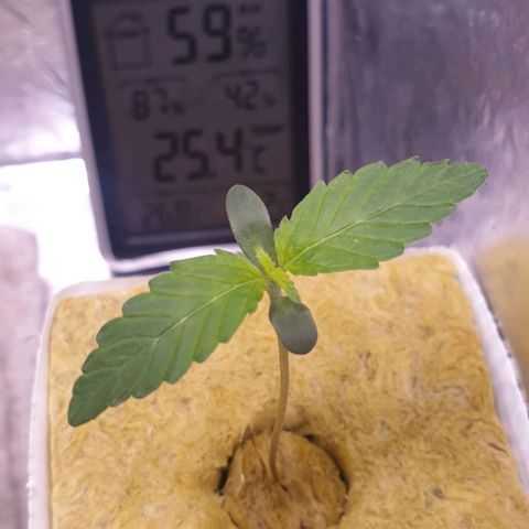 Northern lights growlog timeline photo