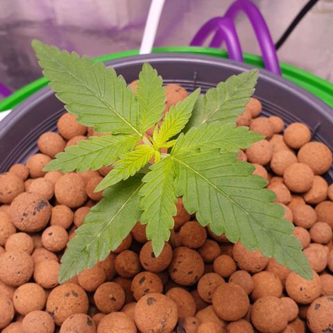 Blueberry OG growlog timeline photo