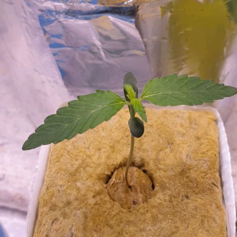 Northern lights growlog timeline photo