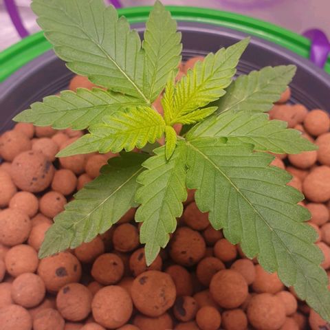 Blueberry OG growlog timeline photo