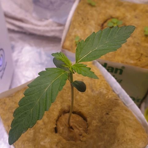 Northern lights growlog timeline photo
