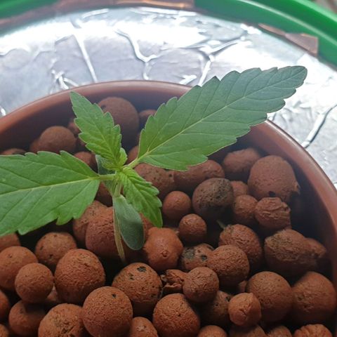 Northern lights growlog timeline photo