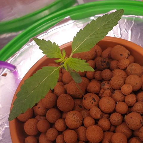 Northern lights growlog timeline photo
