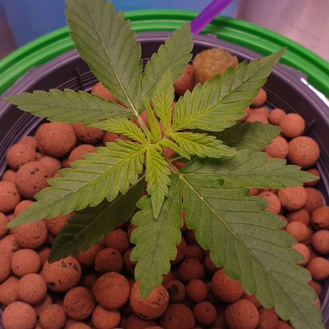 Blueberry OG growlog timeline photo