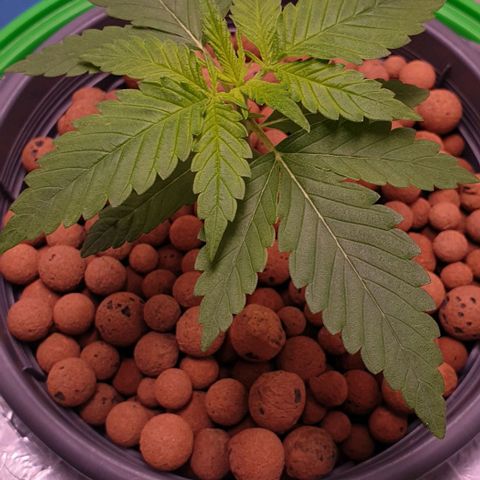 Blueberry OG growlog timeline photo
