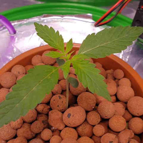 Northern lights growlog timeline photo